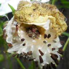 Oncopeltus unifasciatellus
