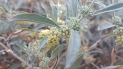 Buddleja perfoliata