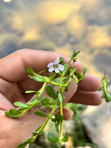 Herb of Grace (Bacopa monnieri)