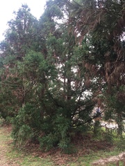 Cryptomeria