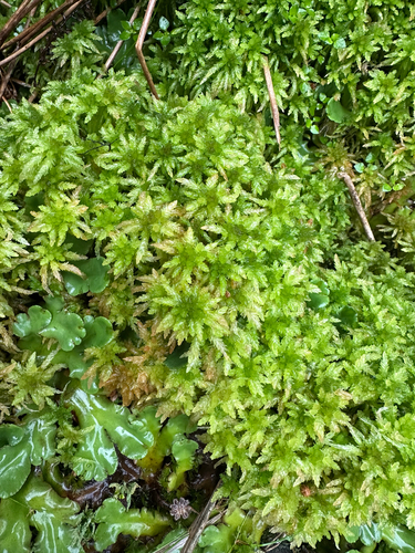 Sphagnum cristatum observed 2026-04-05