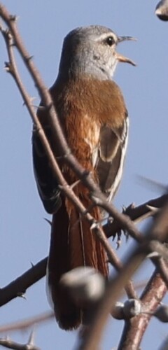 Rufous-tailed Scrub-Robin
