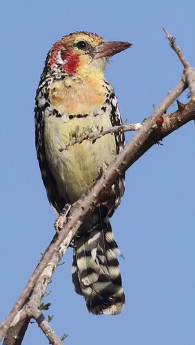 Red-and-yellow Barbet