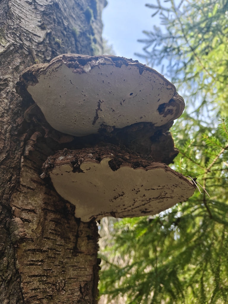 Ganoderma applanatum · April 2026 · photo: © maijaihanpihalla (iNaturalist, cc-by)