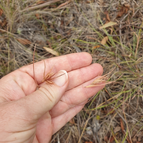 Kangaroo Grass (Themeda triandra)