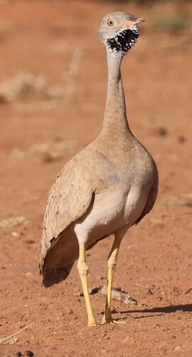 Little Brown Bustard