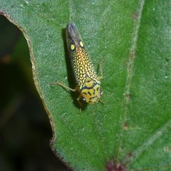 Parathona gratiosa