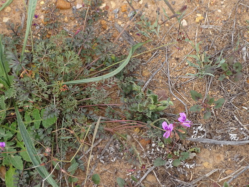 Branching Storksbill (Pelargonium multicaule)