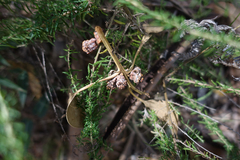 Eucalyptus globulus bicostata