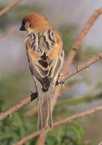 Somali Sparrow