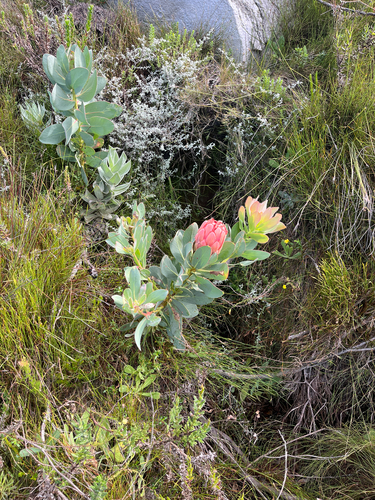 Red Sugarbush (Protea grandiceps)