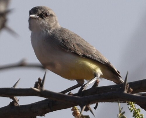 Yellow-bellied Eremomela
