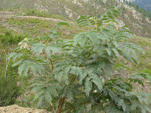Cedar wattle (Acacia elata)