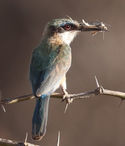 Somali Bee-eater