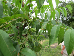 Kirkia acuminata