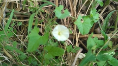 Convolvulus hermanniae
