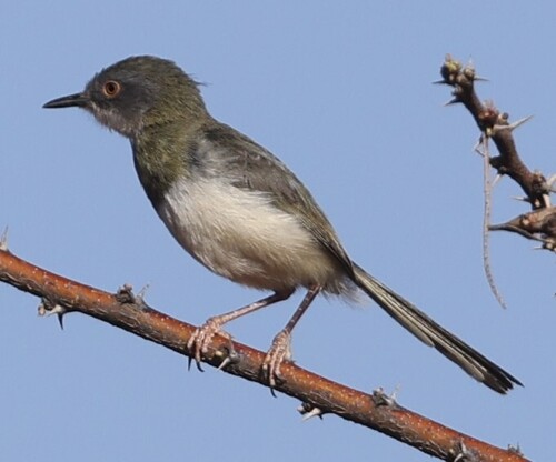 Yellow-breasted Apalis