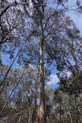 Eucalyptus globulus bicostata