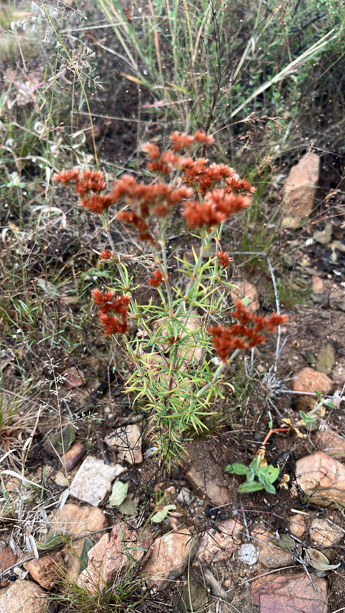 Imagem de Polycarpaea corymbosa