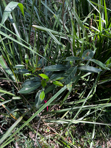 Native Guava (Rhodomyrtus psidioides)