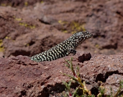 Liolaemus nigroviridis