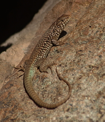 Liolaemus nigroviridis