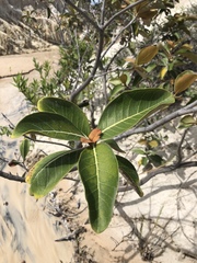 Byrsonima crassifolia