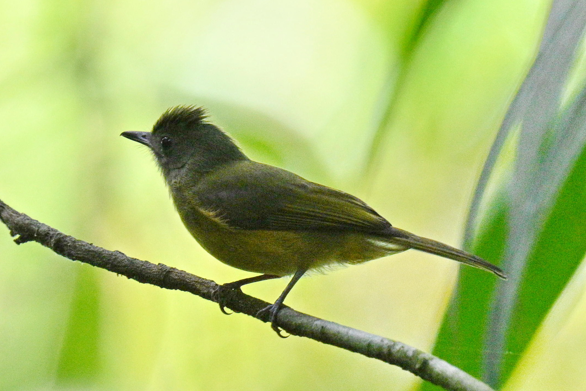 Ochre-bellied Flycatcher (Mionectes oleagineus), photo 6