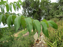 Kirkia acuminata