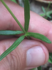 Galium uniflorum