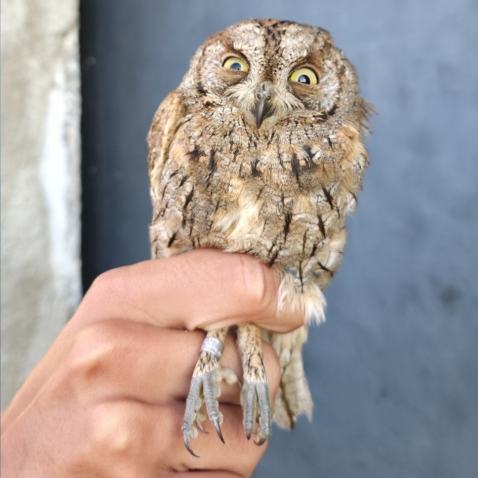Eurasian Scops Owl (Otus scops), photo 2