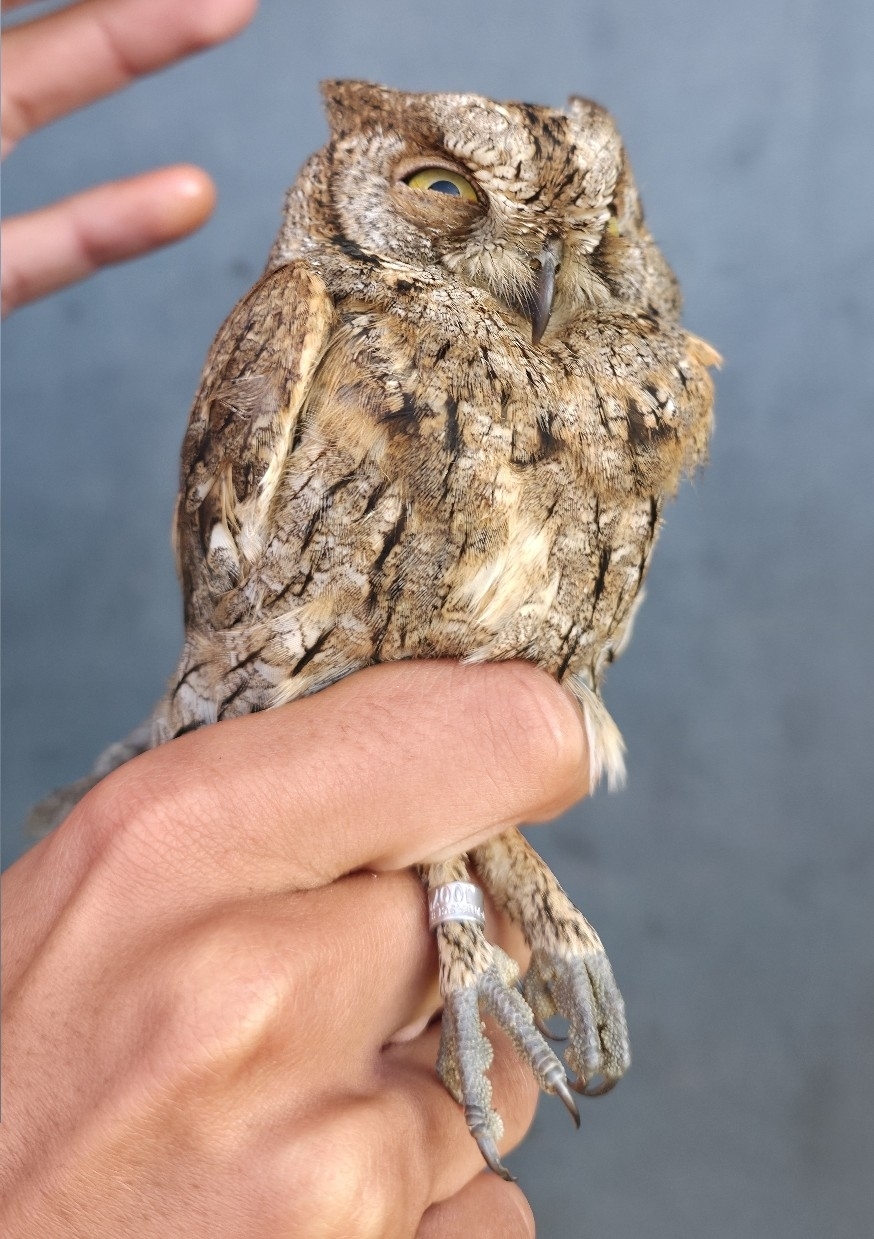 Eurasian Scops Owl (Otus scops), photo 3