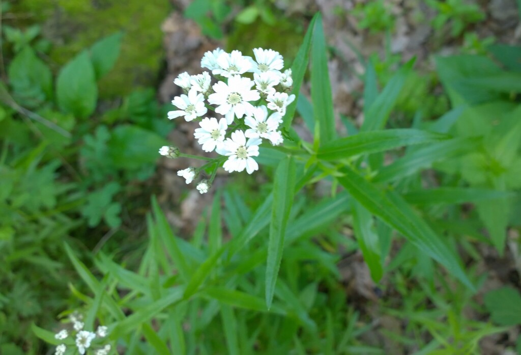 Achillea biserrata; photograph (c) нина рафаиловна, some rights reserved (CC BY)