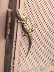 Elgaria multicarinata