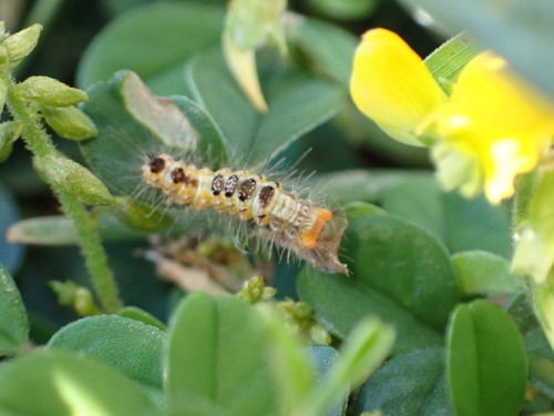 Cocoa Tussock Moth photo 3