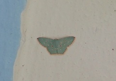 Comostola meritaria