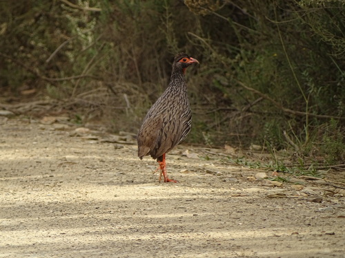 Red-necked Spurfowl (Pternistis afer), photo 6