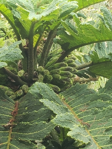 Image of Cyanea horrida by (c) Cos, some rights reserved (CC BY-SA)