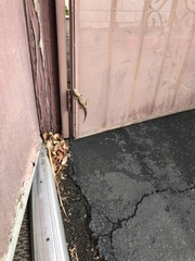 Elgaria multicarinata