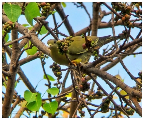 Yellow-footed Green Pigeon
