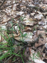 Galium uniflorum