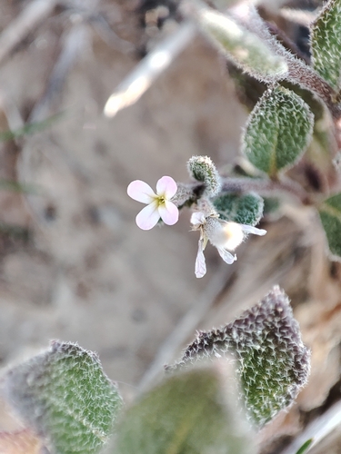African mustard (Strigosella africana)