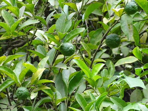 Foto de Limão Taiti