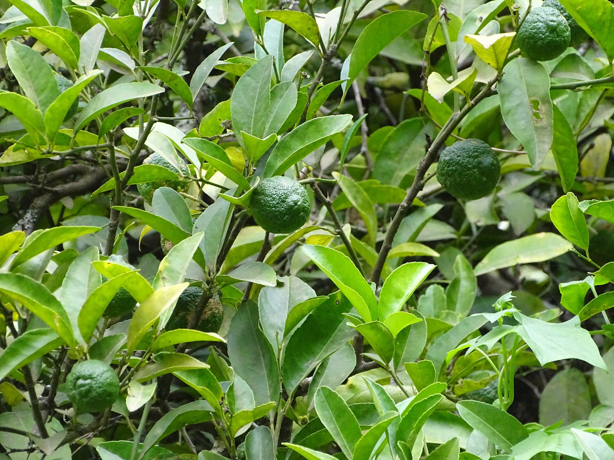 Imagem de Limão Taiti