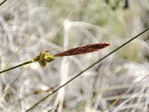 Southern Sedge (Carex halleriana)