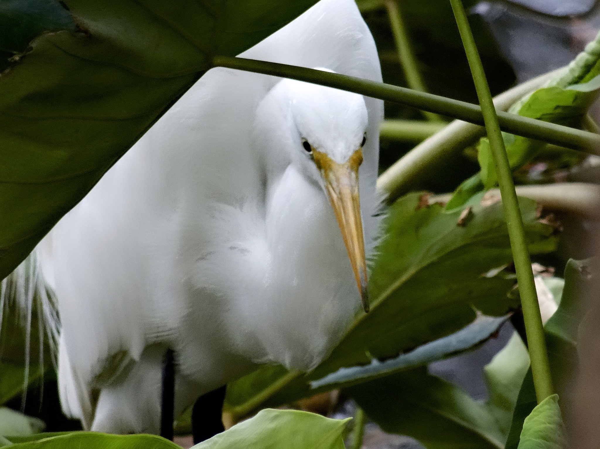 Great Egret