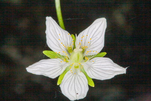 marsh grass-of-Parnassus (Parnassia palustris)