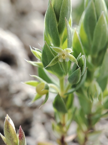 Lysimachia linum-stellatum, photograph 6