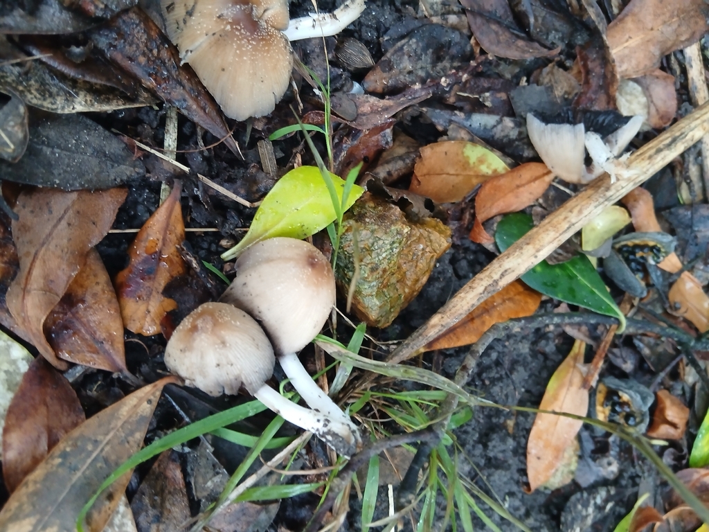 Coprinellus maluri-cyanei · April 2026 · photo: © mphnz (iNaturalist, cc0)