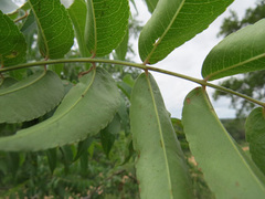 Kirkia acuminata